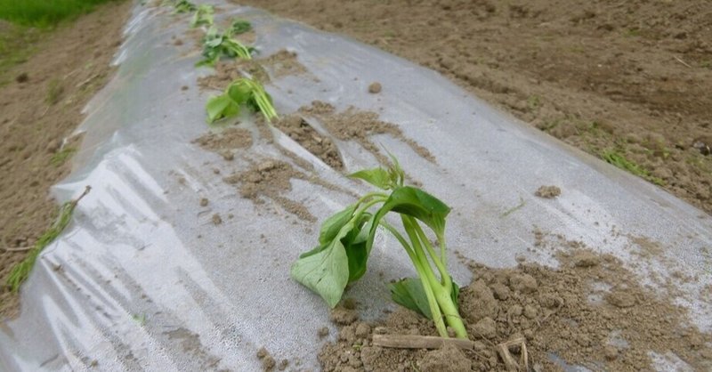 サツマイモ の 追熟 はどれくらいがいいの 農を楽しもう 加藤能久 Note