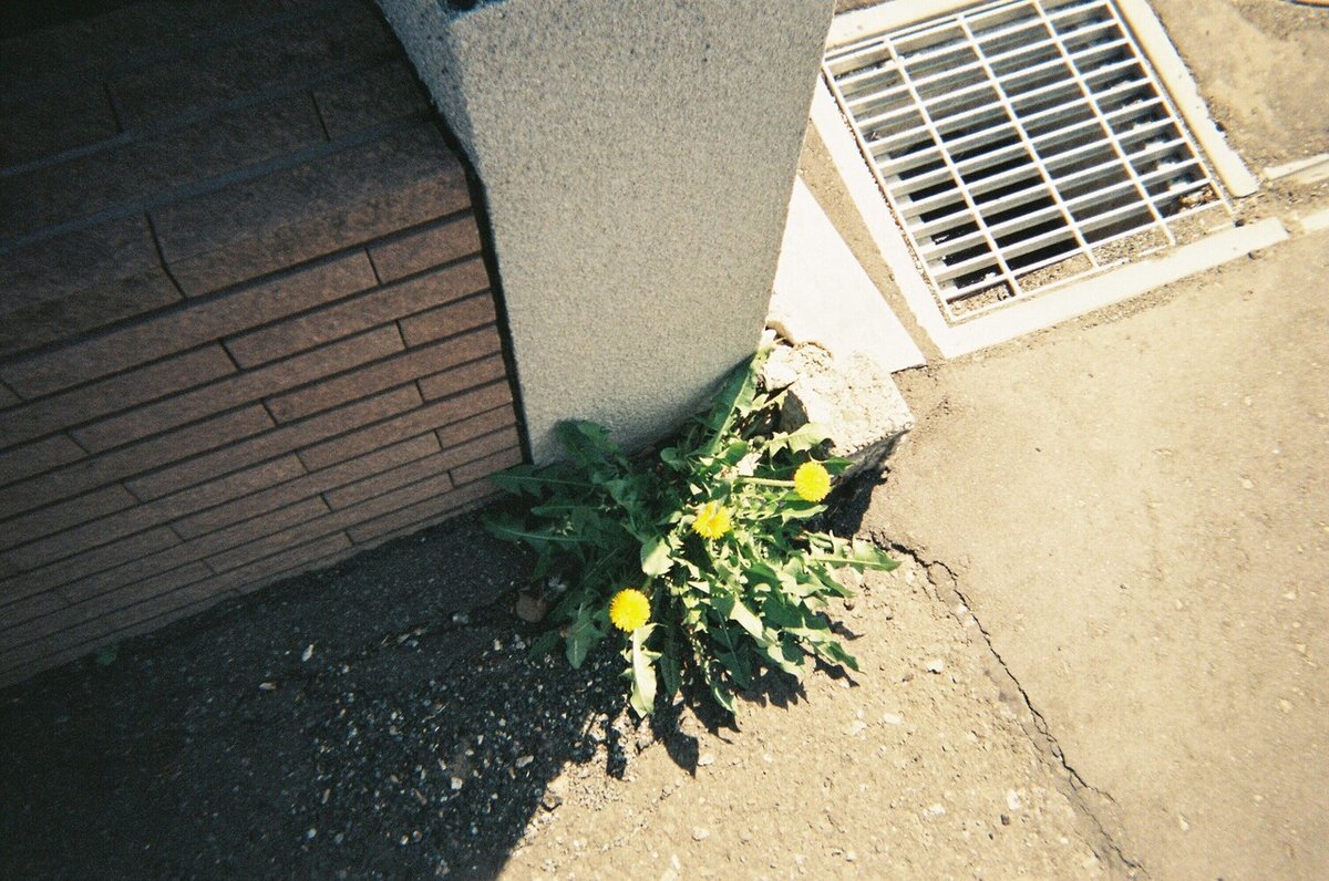道端に咲いているタンポポのフィルム写真。