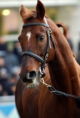 単勝馬券⑤ 旧型 1996年 第41回有馬記念 サクラローレル JRA阪神(終了