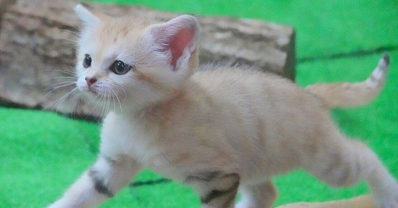 スナネコ の新着タグ記事一覧 Note つくる つながる とどける スナネコ の新着タグ記事一覧 Note つくる つながる とどける