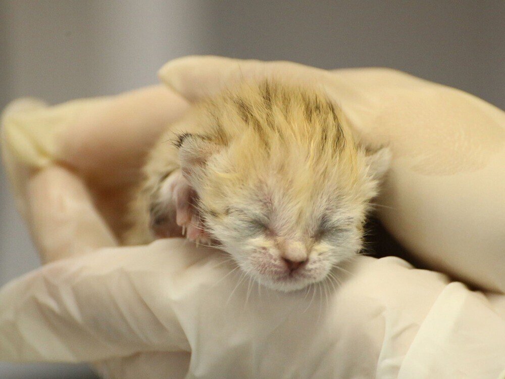 スナネコ・アミーラの1歳の誕生日に振りかえる ～アミ誕ヒストリー