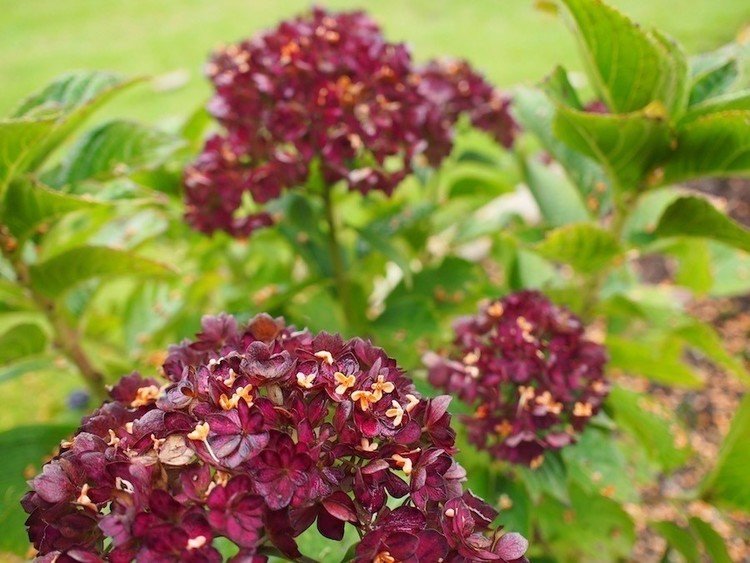 トップ画像に使っている紫陽花が次々に色を変え、その上から金木犀がふりかかって、まるでオレンジ色の花が咲いたみたいに。アジサイの別名が「七変化」ですって！　知らなかった。