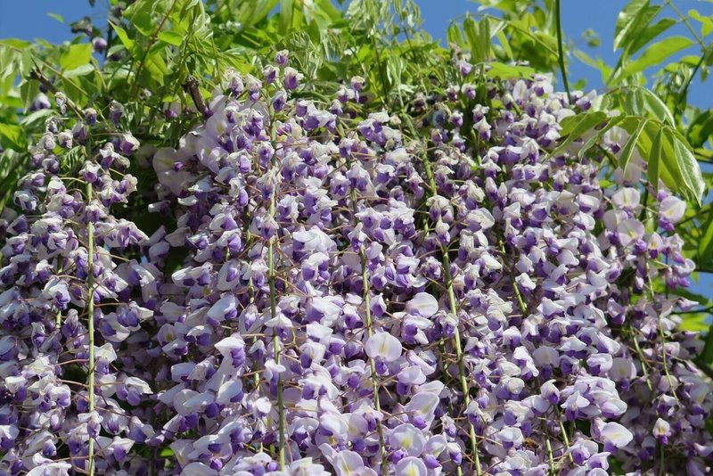 藤の花 Kazaoka Note 藤の花 Kazaoka Note