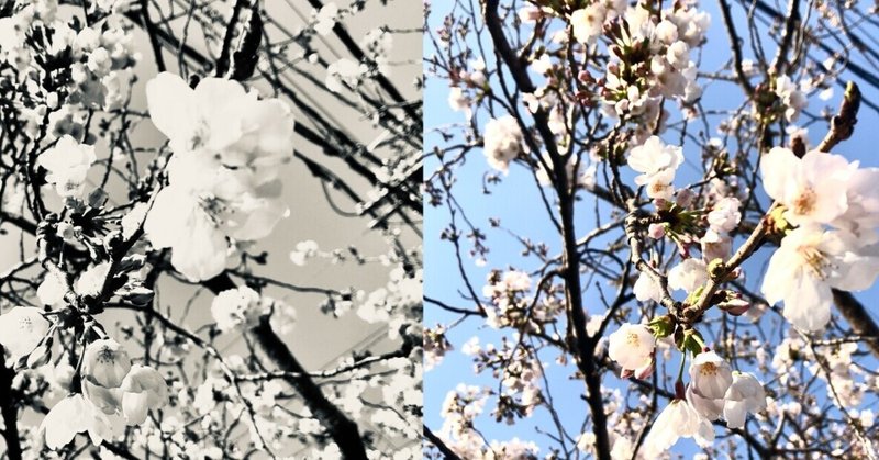オトナの恋愛ラジオドラマ・イシダカクテル『桜の木の下で』(2021年5月4日オンエア分ラジオドラマ原稿)