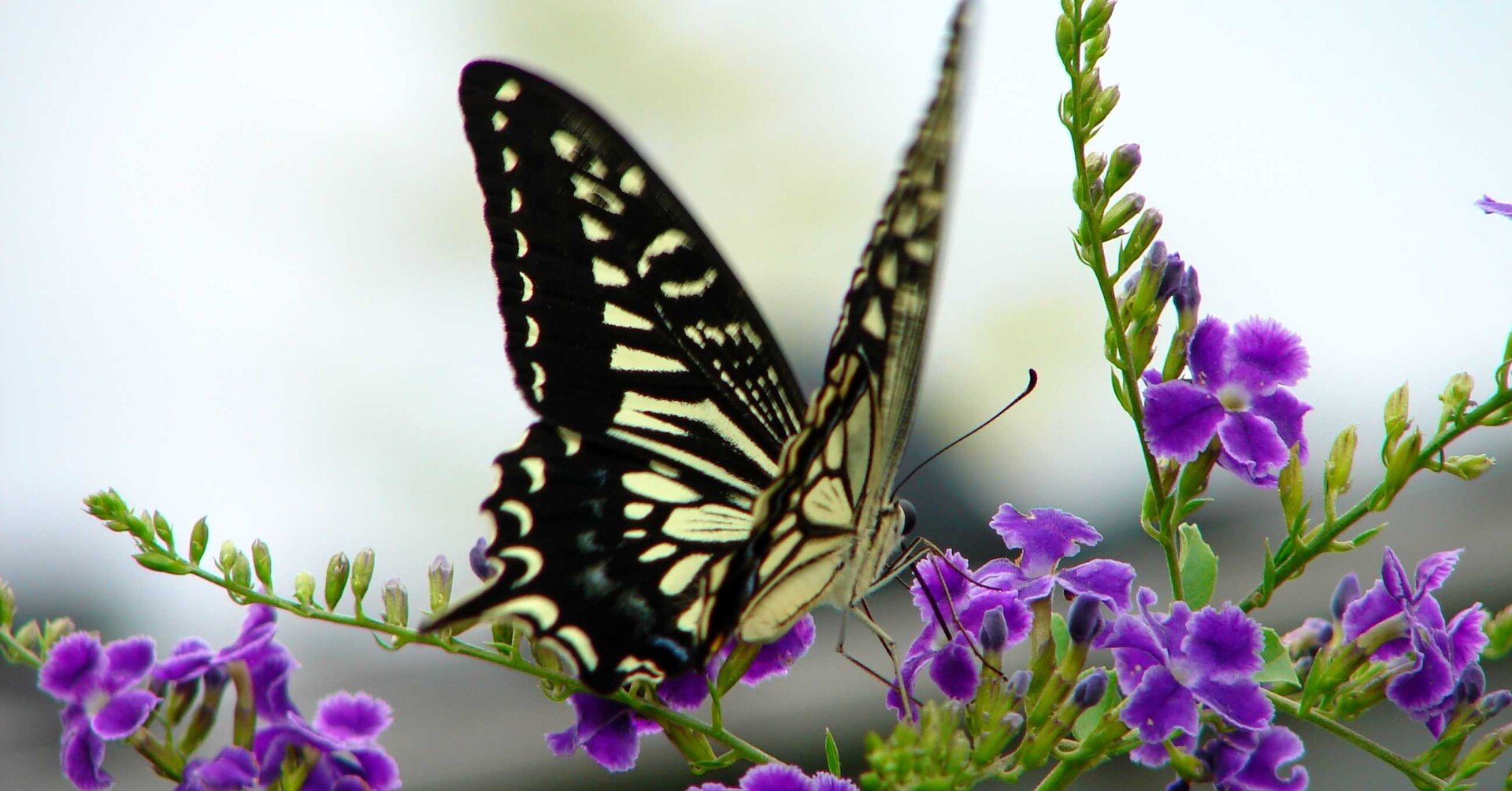 54901fd9293543d07b7c90761b63fc