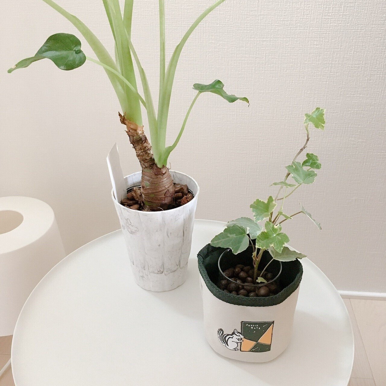植え替えたアイビー 昨日クタッと末端の葉がしおれ かけていたので 少し水をあげてみました 今朝見たらシャキッとして元気そう 植え付けた根の位置は問題なかったみたいでひと安心です 駒込こめ Note