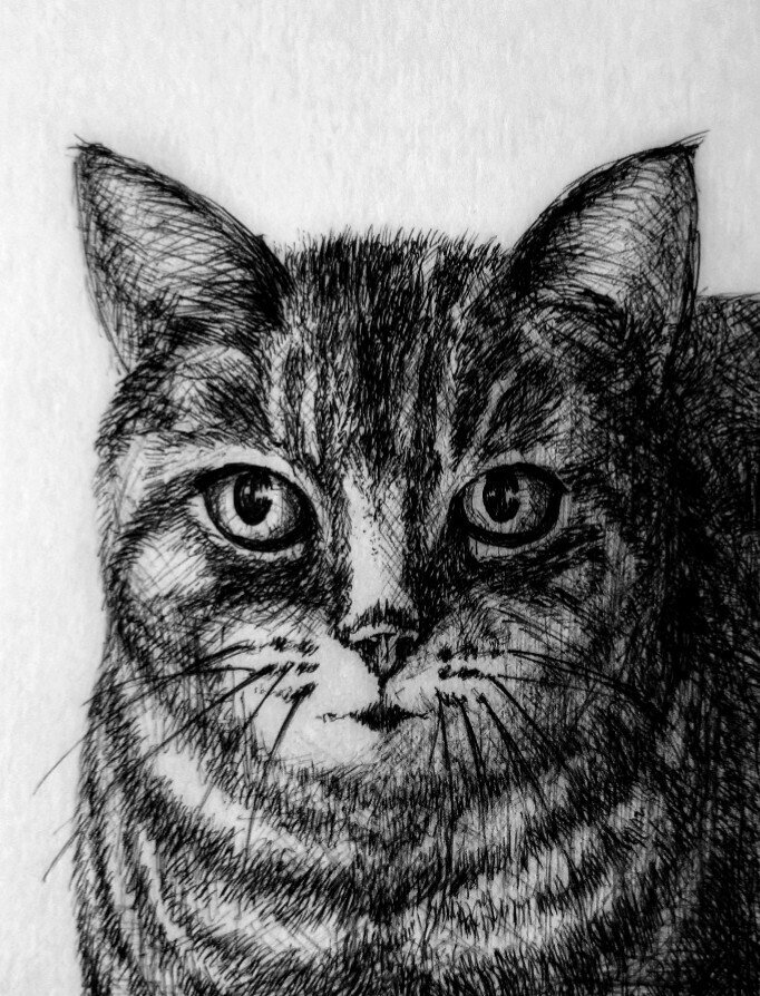 ねこ ボールペン画 せきぞう Note