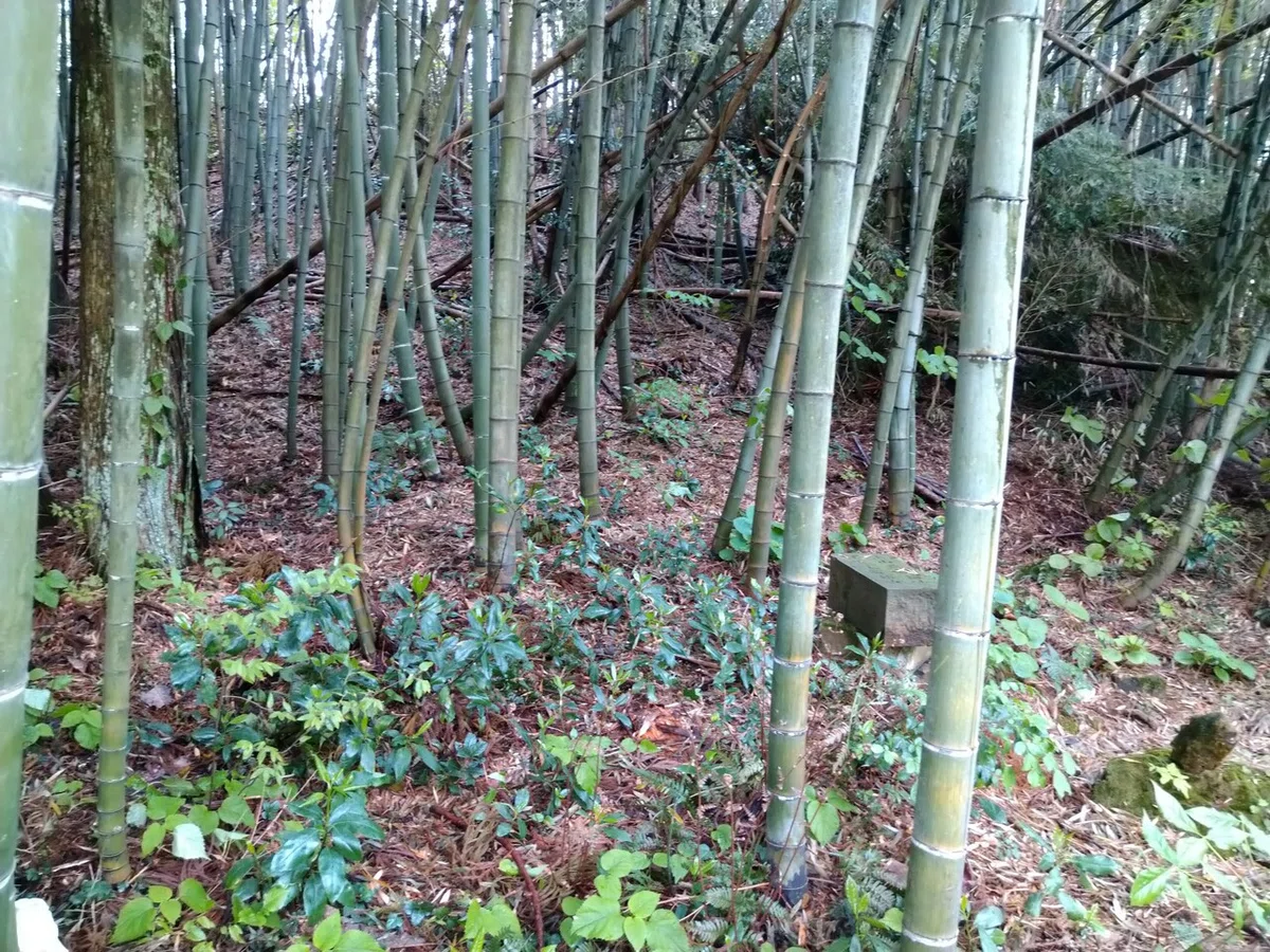 画像5