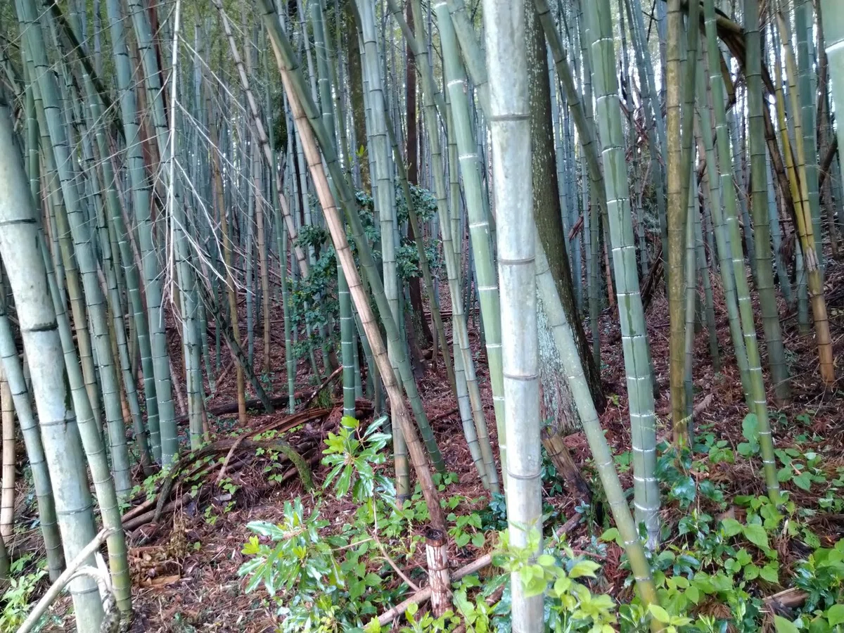 画像6