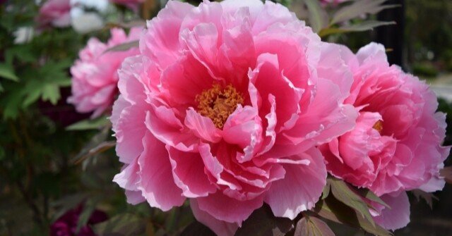 牡丹華（ぼたんはなさく）」と唐獅子牡丹｜櫻木 由紀 Yuki Sakuragi