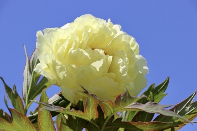 牡丹華 ぼたんはなさく と唐獅子牡丹 櫻木 由紀 Yuki Sakuragi Note