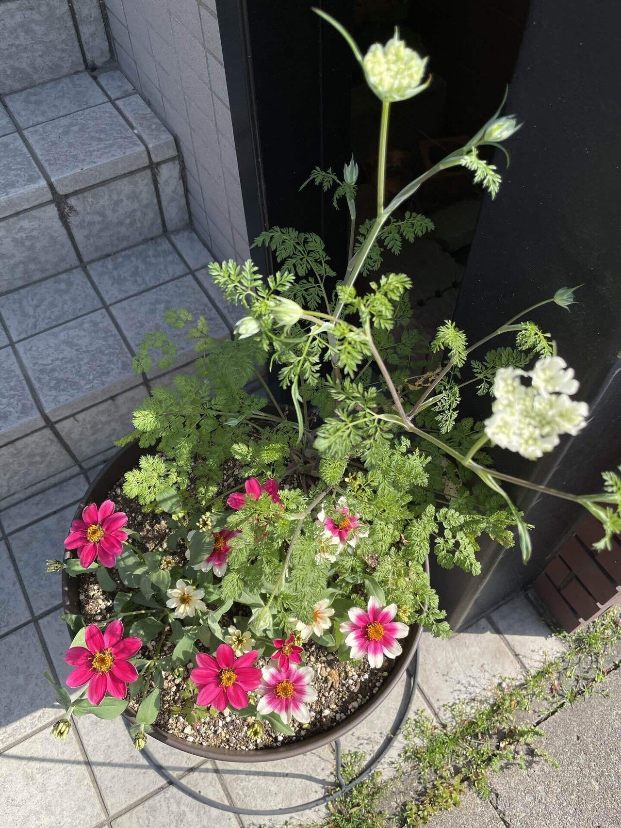 今花とか実 玉兎 Note