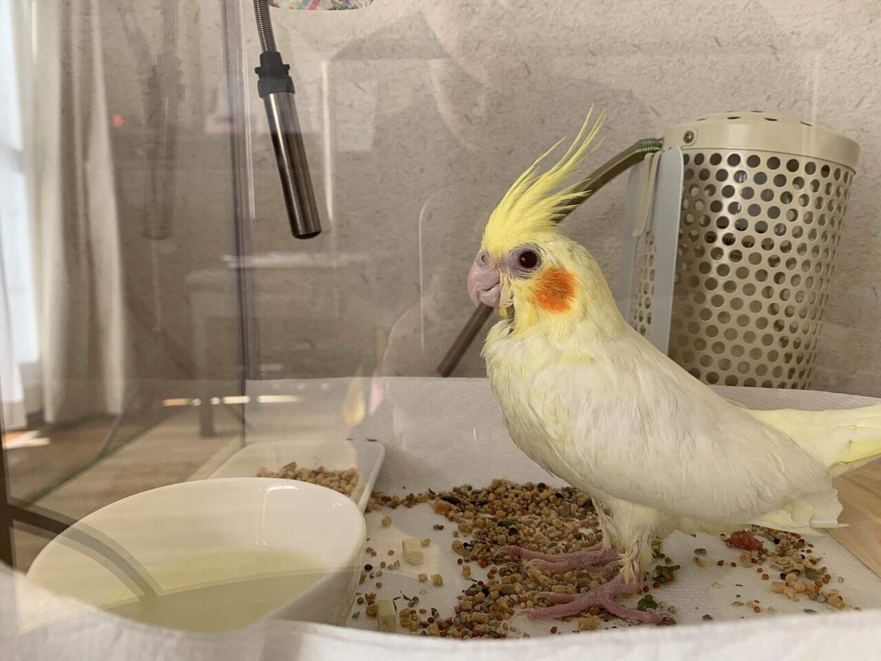 昨夜家に帰ると新たな家族が増えていました 娘が今回も名付けの親となり ポポちゃんに決まりました 3月生まれのポポちゃんの名前の由来は たんぽぽポカポカぽぽちゃんだそうです 川口 展弘 Nobuhiro Kawaguchi Note