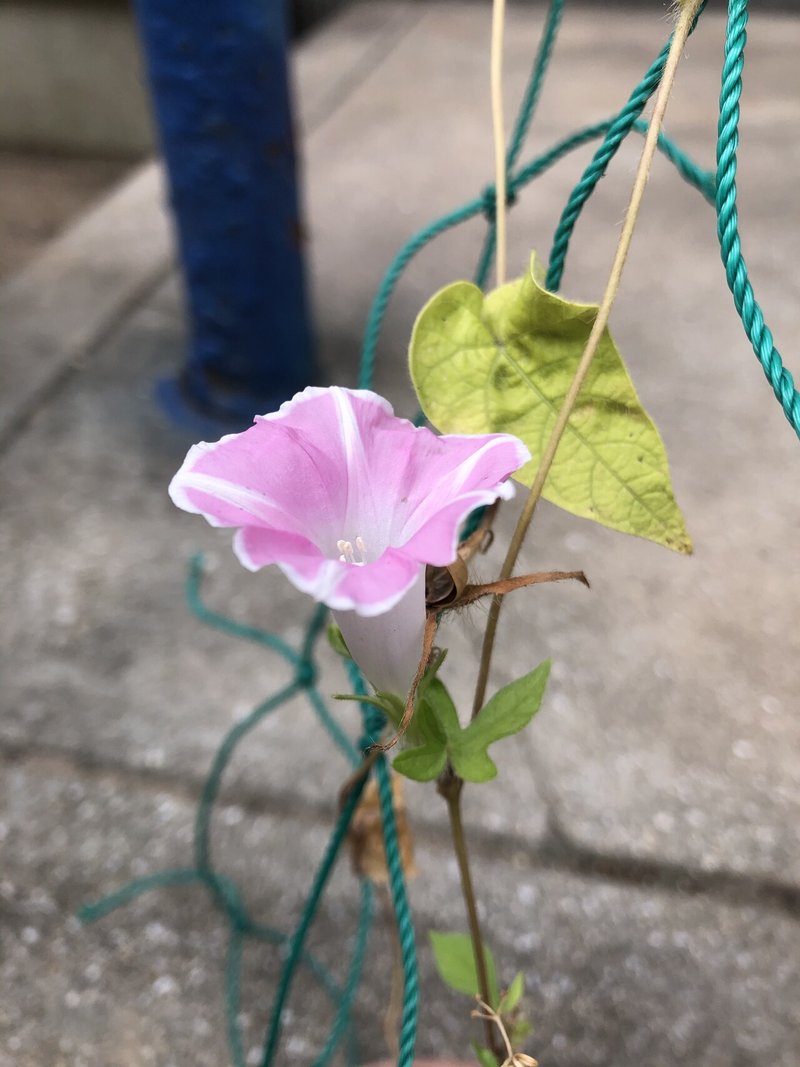 ぬりえ 21 Snow Note