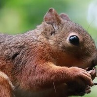 女らしく 男らしく という考え方は日本人特有 英語 会計を同時に By Uscpa スグリンガル学校 Note