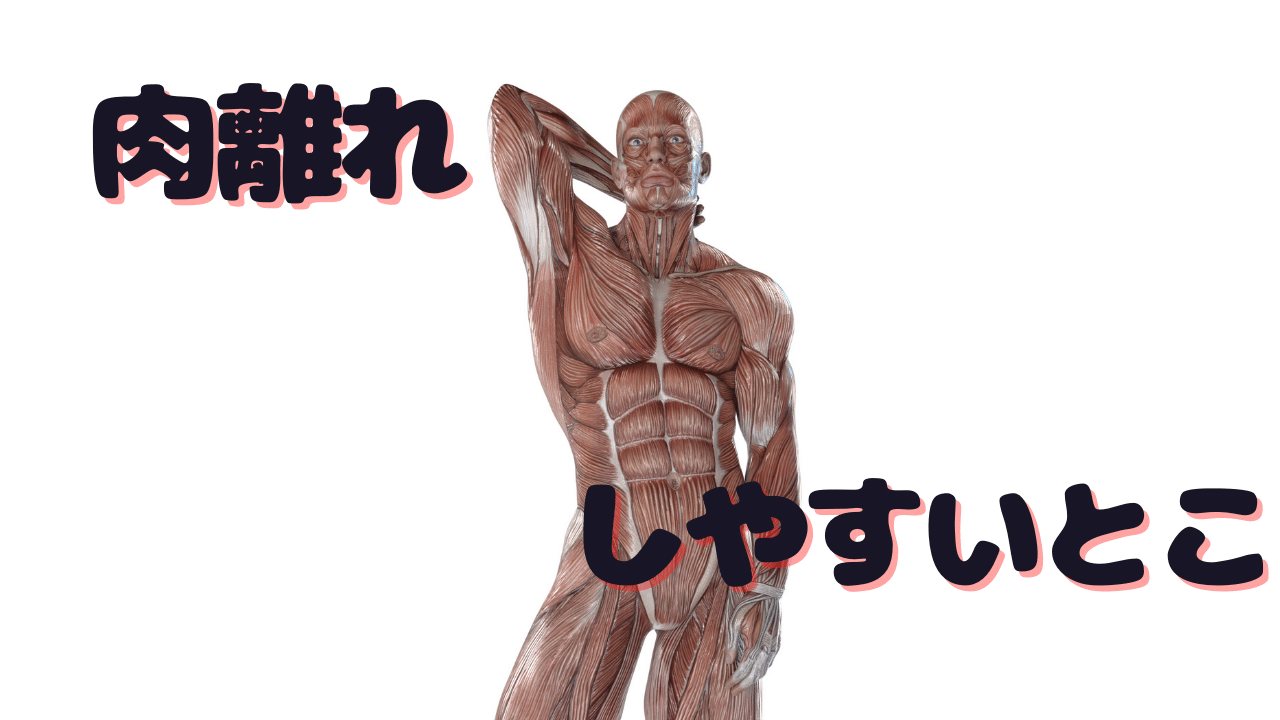 肉離れになったので 肉離れ について発生から治し方まで解説 日本空手道志琉会ホームページ ふくやましりゅうかい 肉離れになったので 肉離れ について発生から治し方まで解説 日本空手道志琉会ホームページ ふくやましりゅうかい