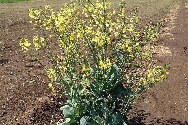 キャベツの花 の新着タグ記事一覧 Note つくる つながる とどける キャベツの花 の新着タグ記事一覧 Note つくる つながる とどける
