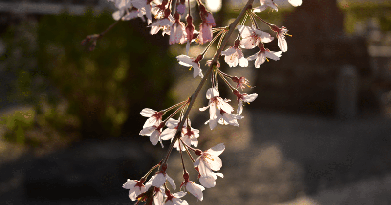 桜流し（2021年春）鎌倉本覚寺