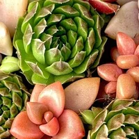 植物男子ベランダーを忘れていませんか すー Note