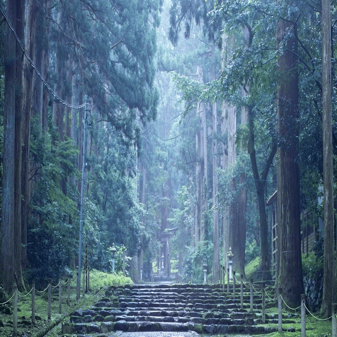 自宅栽培のコーヒー豆を自家焙煎して飲むまで｜桐原聡美