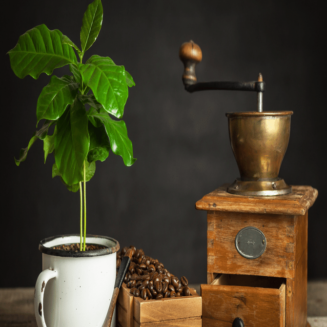 自宅栽培のコーヒー豆を自家焙煎して飲むまで｜桐原聡美