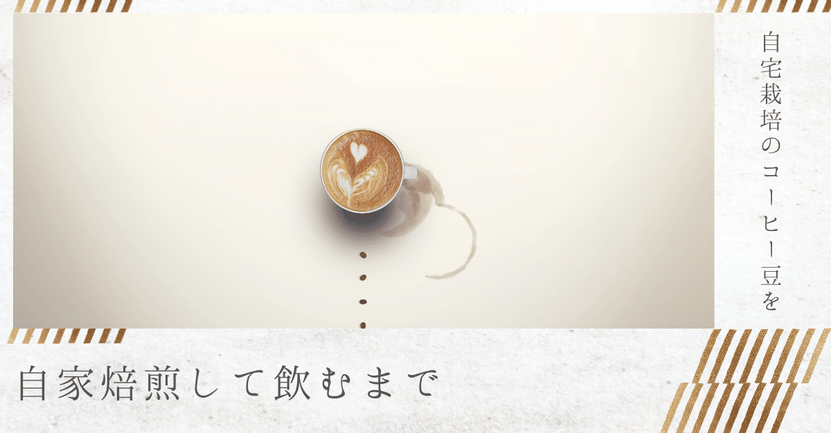 自宅栽培のコーヒー豆を自家焙煎して飲むまで｜桐原聡美
