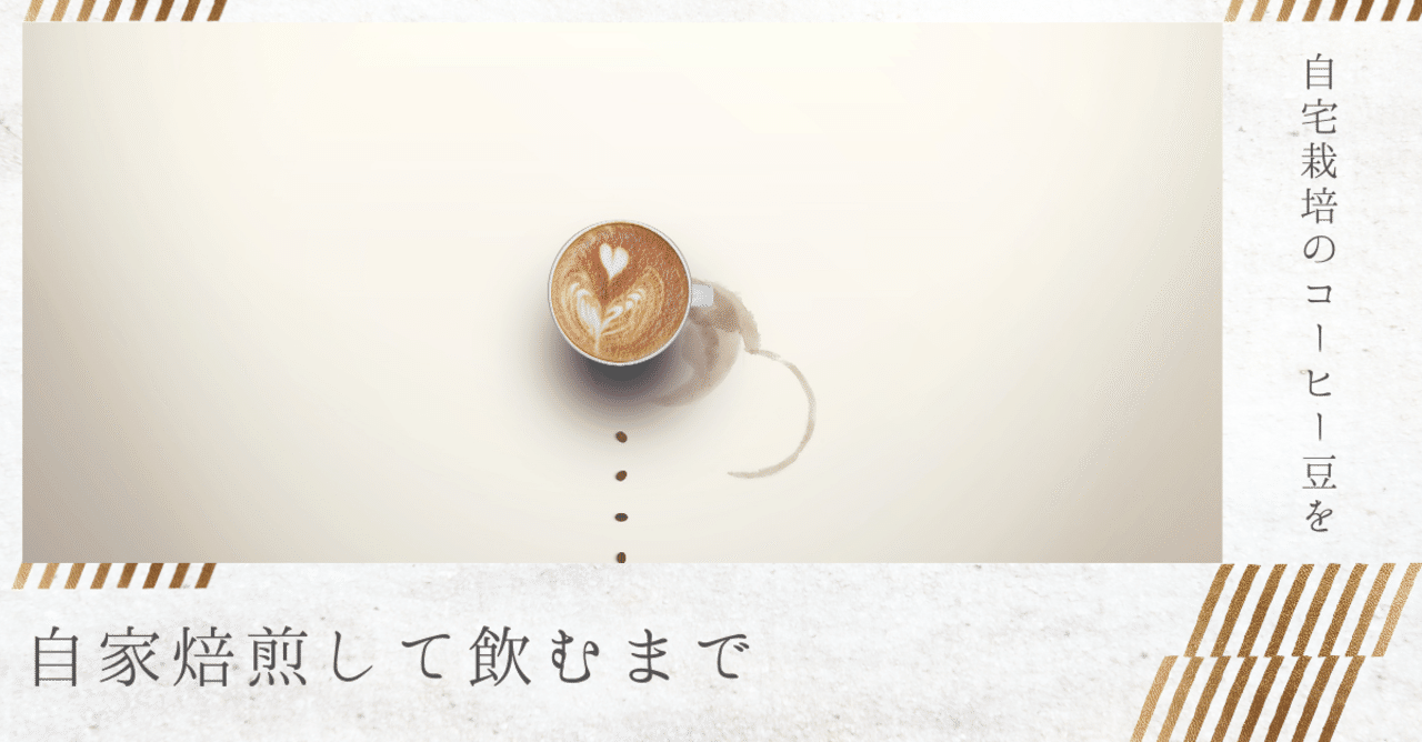 【自家栽培のコーヒーの実を自家焙煎するまでもう少し】コーヒーの木　8号 自家栽培のコーヒーの実を自家焙煎するまでもう少し】コーヒーの
