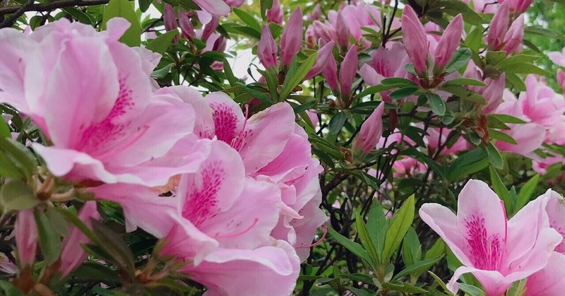 温かい目でお付き合いくださいませ の新着タグ記事一覧 Note つくる つながる とどける