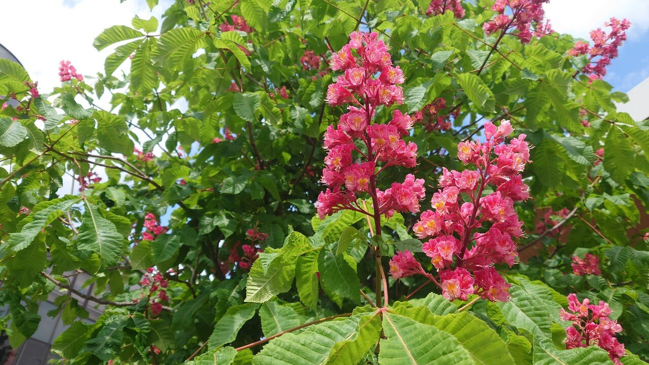 122日目 毎年この時期に満開になるベニバナトチノキ 毎年同じように咲く花と 毎年違う状況で眺める自分とを照らして 感慨にふける訳ですが トチノキからしたら案外私達も 毎年代わり映えしない同じよ Tomoko H H Note 122日目 毎年この時期に満開になるベニバナトチノキ 毎年同じように咲く花と 毎年違う状況で眺める自分とを照らして 感慨にふける訳ですが トチノキからしたら案外私達も 毎年代わり映えしない同じよ Tomoko H H Note