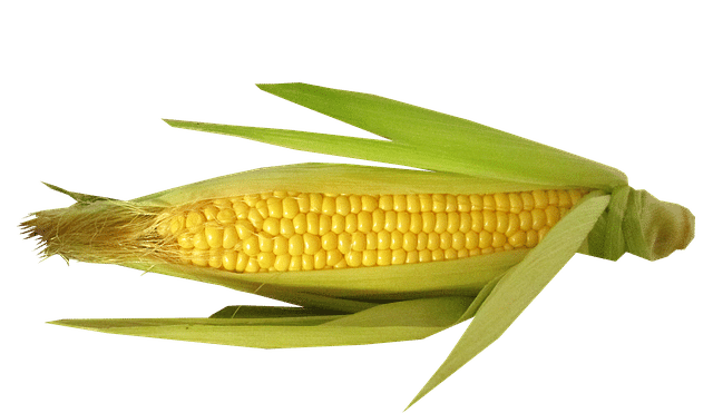 スイートコーンの 甘味 に関与する遺伝子 植物いぇーい Note