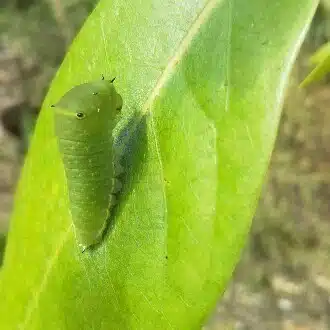 ぱぴりお(虫と回文)