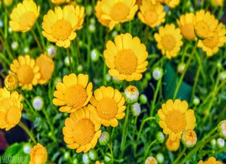 おすすめ 進撃の巨人 シリーズ見る順番 実写映画作品一覧 早見表 しかく Shikaku Note