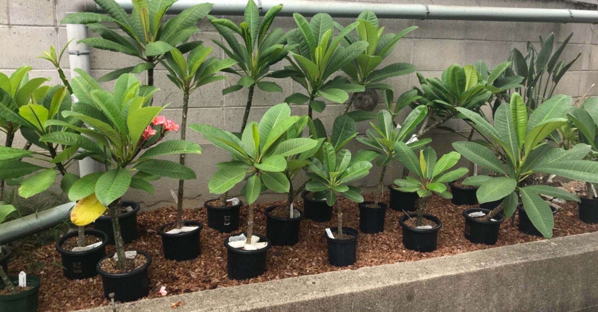 プルメリアの植え替え Hoppie Note プルメリアの植え替え Hoppie Note