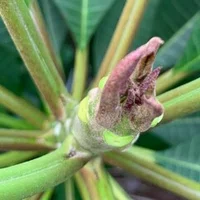 恐怖の肥料焼け体験 施肥の注意点を再度考えてみた Hoppie Note