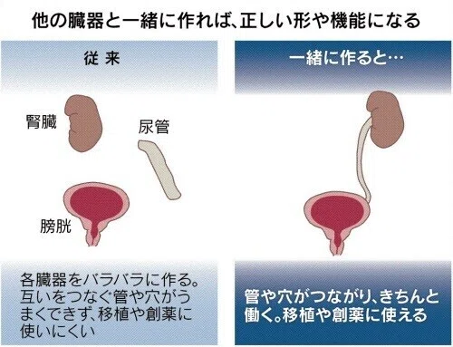 [0661] Creating multiple organs at once from iPS cells｜坂本宗隆