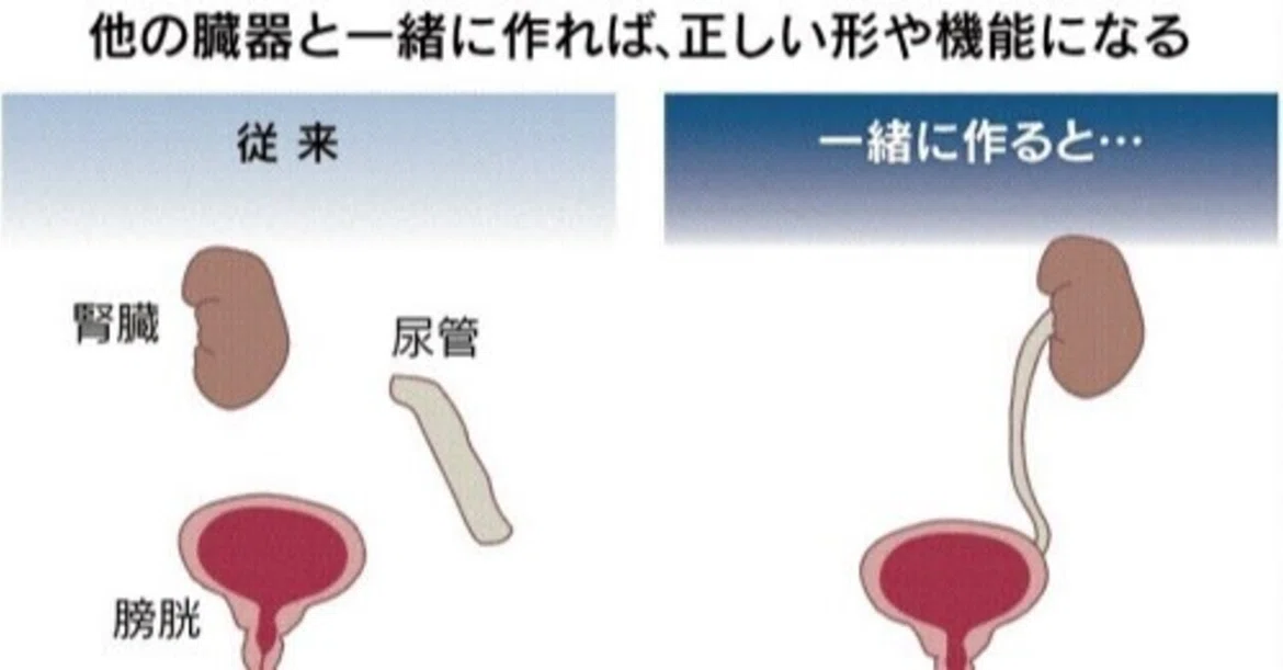 [0661] Creating multiple organs at once from iPS cells｜坂本宗隆