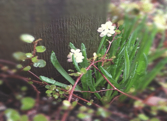 植物男子ベランダーを忘れていませんか すー Note