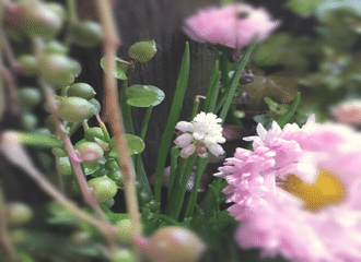 植物男子ベランダーを忘れていませんか すー Note