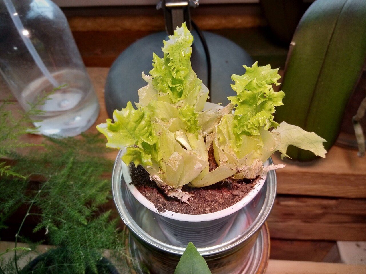 104 リボベジに挑戦 サラダ菜編 たろう エストニア暮らし Note 104 リボベジに挑戦 サラダ菜編 たろう エストニア暮らし Note