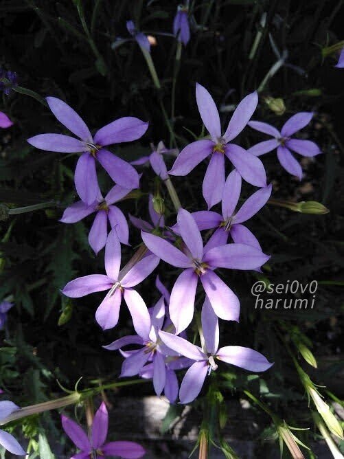 イソトマ セイとはるみの電子図鑑 Note