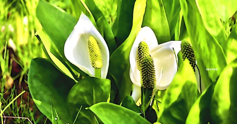 完了しました 5 月 3 日 誕生 花 完了しました 5 月 3 日 誕生 花