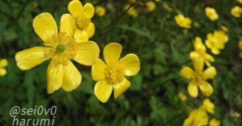 ウから始まる植物 の新着タグ記事一覧 Note つくる つながる とどける