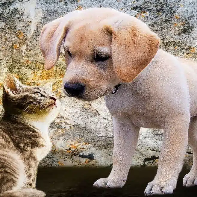 ひまわり、と。