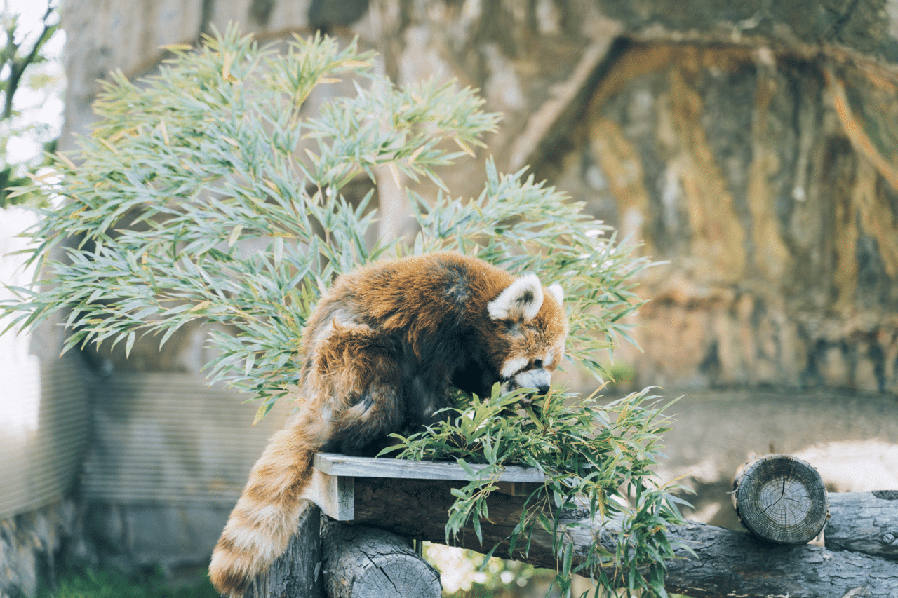 動物さんたち大集合だワイワイ 向暑はる Note 動物さんたち大集合だワイワイ 向暑はる Note