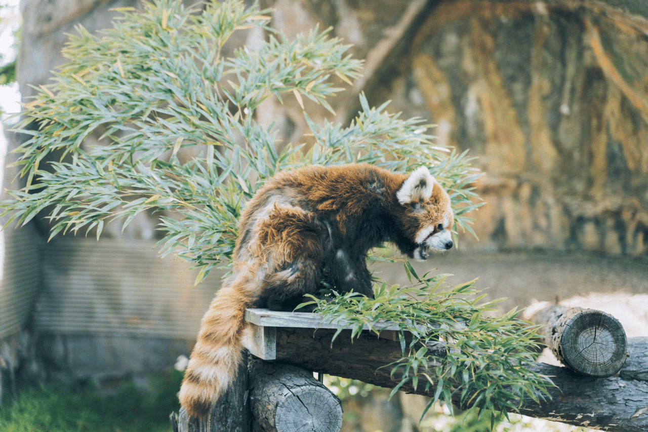 動物さんたち大集合だワイワイ 向暑はる Note 動物さんたち大集合だワイワイ 向暑はる Note