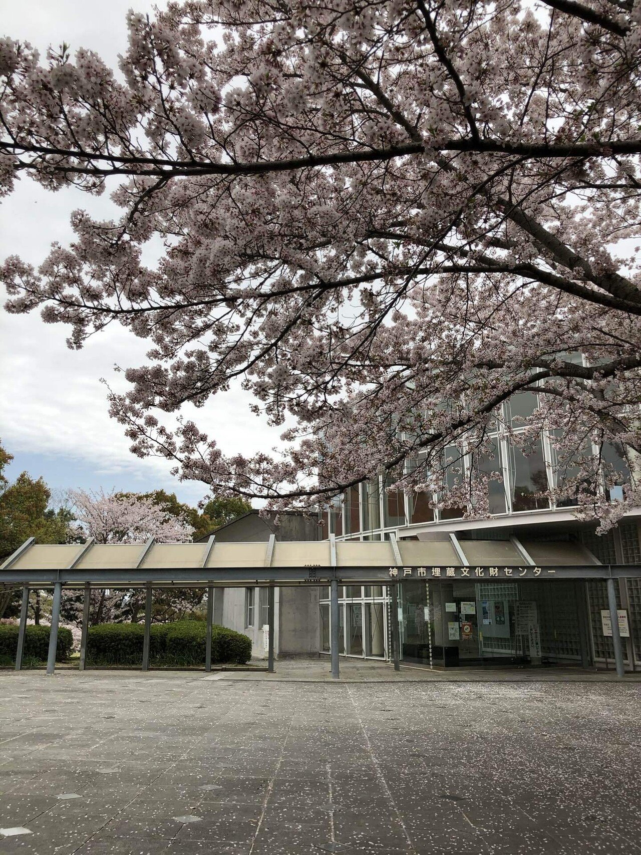 今年の桜は奇麗でした さくらばな溢れて街のうらうらに小鳥小鳥の声のとびたつ 尾崎まゆみ 尾崎まゆみ Note 今年の桜は奇麗でした さくらばな溢れて街のうらうらに小鳥小鳥の声のとびたつ 尾崎まゆみ 尾崎まゆみ Note