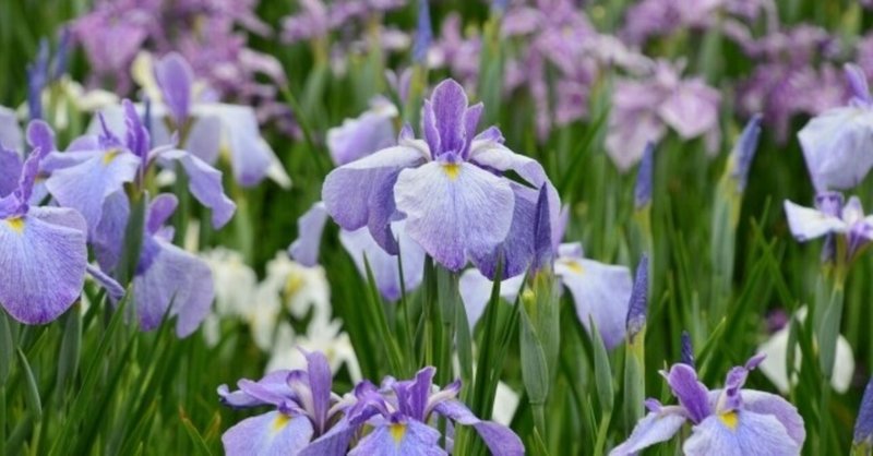 子供の日 菖蒲の力で浄化 邪気払い 端午の節句 神棚 時雨 Note 子供の日 菖蒲の力で浄化 邪気払い 端午の節句 神棚 時雨 Note