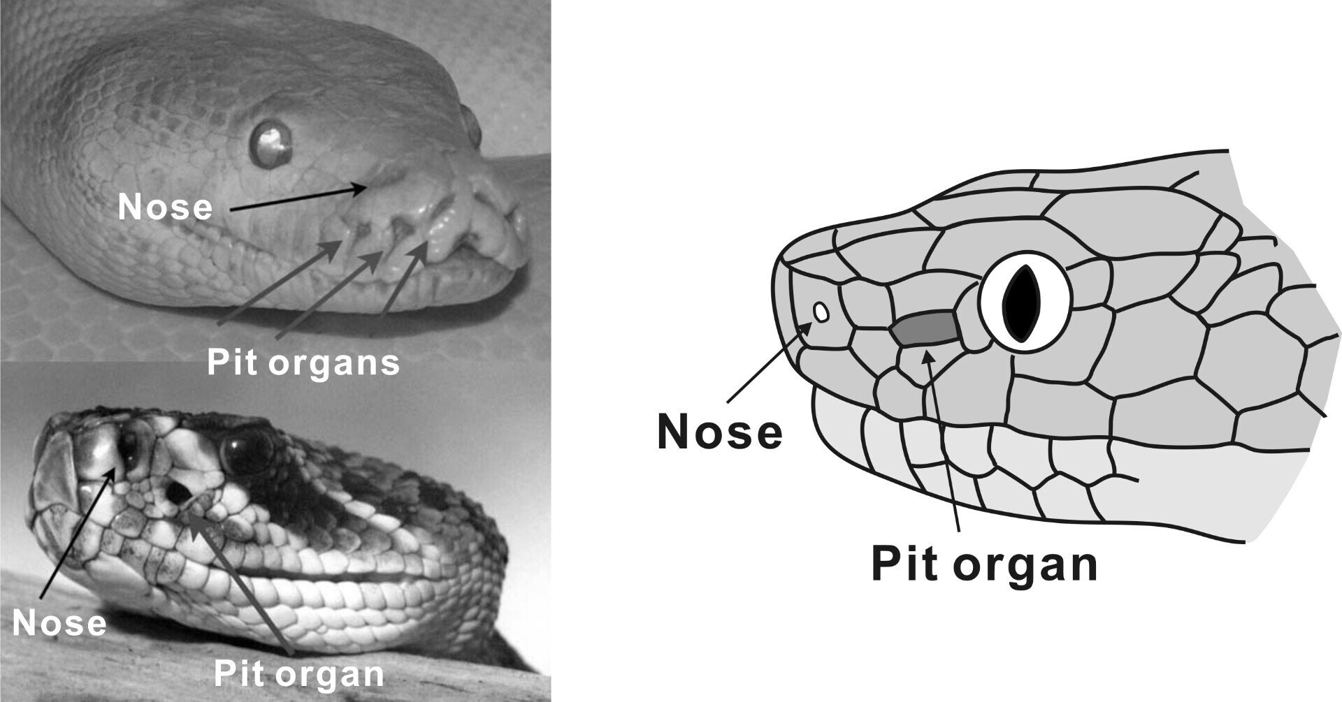 コラム#9A ヘビの熱赤外線センサ|はじめの一歩 物理探査学入門