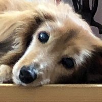 名言紹介 ありがとう わたしの好きな古畑任三郎 華織 Note