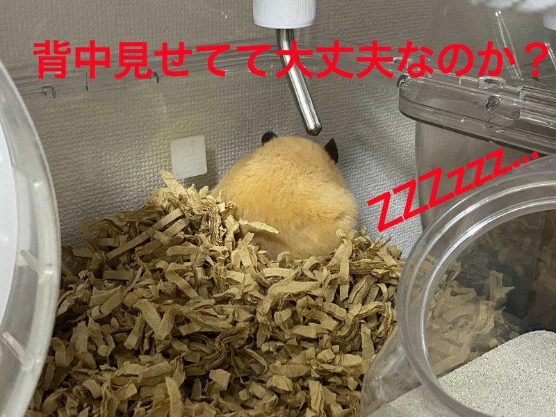 ハムスター飼育日記373日目と286日目 21 5 3 サトウショウヘイ Note